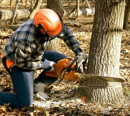 Tree Removal in Pelsor, AR